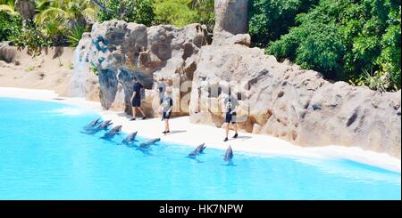 Spettacolo di Delfini nel Loro Parque a Tenerife. Foto Stock