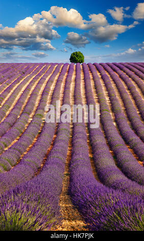 Albero sulla parte superiore del campo di lavanda Foto Stock