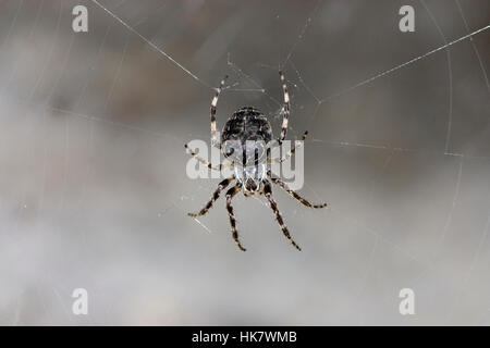 Fauna selvatica: Spider di entrata nel solco o di uscita dal solco il ragno orb o foliate spider. (Larinioides sclopetarius). Trovati sotto un ponte stradale vicino a un fiume che scorre gentilmente. Foto Stock