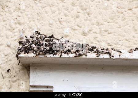L'accumulo di pollina da casa Martin nido sul davanzale Foto Stock