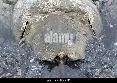 Atlantic a ferro di cavallo adulto del granchio in acque poco profonde, Cape May, costa orientale USA - Limulus polyphemus, Foto Stock