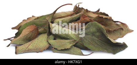 Secco basilico santo o tulsi foglie su sfondo bianco Foto Stock