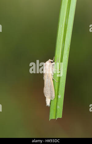 Reed Leopard (Phragmataecia castaneae), un locale e di scarse UK moth, ampiamente confinata al Norfolk Broads, appollaiato su uno stelo Foto Stock