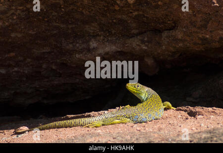 Timon lepidus su una roccia Foto Stock