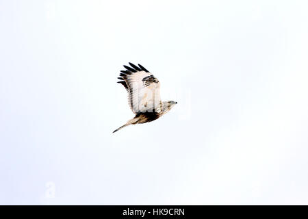 Buteo lagopus, Ruvida zampe Poiana nel profilo battenti contro il cielo bianco in inverno. Il falco di grandi dimensioni è protetto, in via di estinzione in Finlandia. Foto Stock