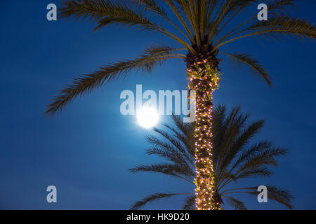 Ore del sorgere su illuminato alte palme Foto Stock