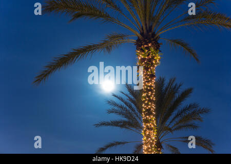 Ore del sorgere su illuminato alte palme Foto Stock