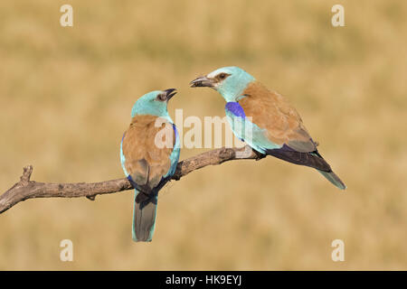 Rullo europea (Coracias garrulus), coppia sul pesce persico con maschio offrendo insetto da femmina, Ungheria, Giugno Foto Stock