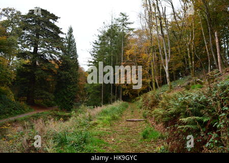 Percorso del bosco nei pressi di Arlington corte, Devon, Inghilterra Foto Stock