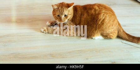 Cat spessa redhead home cerca Foto Stock