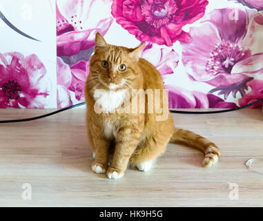 Cat spessa redhead home cerca Foto Stock