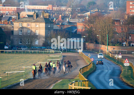 I cavalli da corsa la formazione su Warren Heath galoppa in Newmarket Suffolk nelle prime ore del mattino. Foto Stock