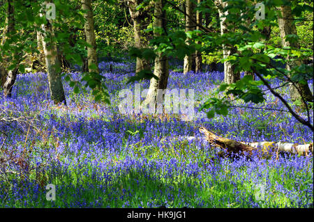 Bluebell wood North Yorkshire Regno Unito Foto Stock