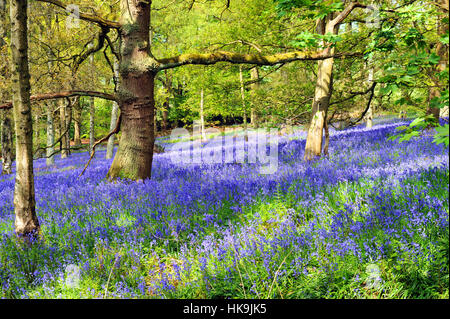 Bluebell wood North Yorkshire Regno Unito Foto Stock
