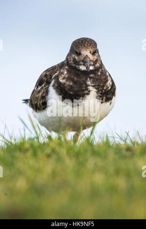 Turnstone in inverno Foto Stock