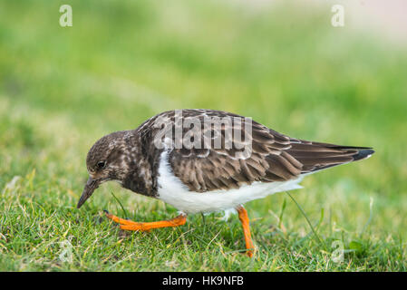 Turnstone in inverno Foto Stock