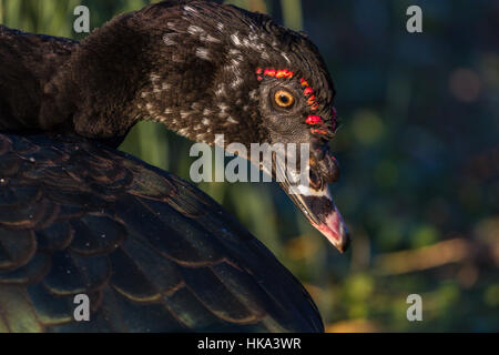 Anatra muta a Slimbridge Foto Stock