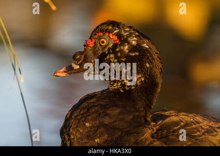 Anatra muta a Slimbridge Foto Stock