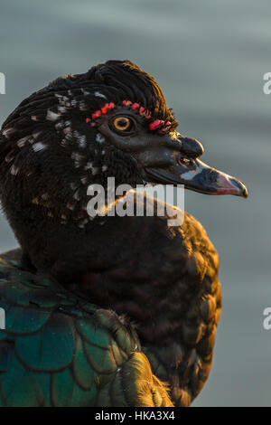 Anatra muta a Slimbridge Foto Stock