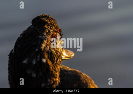 Anatra muta a Slimbridge Foto Stock