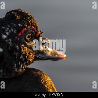 Anatra muta a Slimbridge Foto Stock