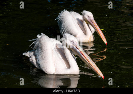 Due grandi white pellicani (Pelecanus onocrotalus) sono il nuoto in un lago Foto Stock