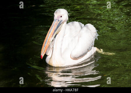 Un grande bianco pellicano (Pelecanus onocrotalus) è nuotare in un lago Foto Stock