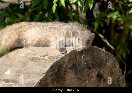 Un nastrare mongoose (Mungos mungo) è sdraiato su un tronco di legno Foto Stock