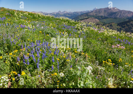 Di lupino, geranio, cowparsnip, pennello indiano, e per di più in la Teton Mountains. Bridger-Teton National Forest, Wyoming Foto Stock