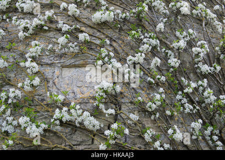 Spalliera alberi da frutto in fiore contro la piccionaia a Rousham Casa e giardino. Oxfordshire, Inghilterra Foto Stock