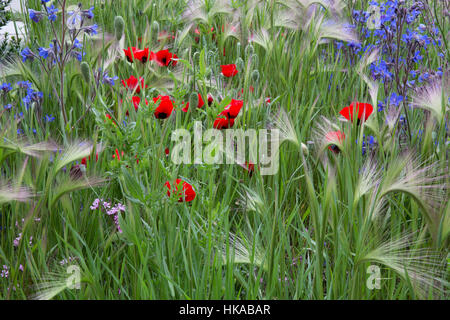 Hordeum ornamentale Barley erba e campo papaveri fiori fiori fiori fiori selvatici giardino Chelsea Flower Show 2016, Londra, Regno Unito Hugo Bugg Foto Stock