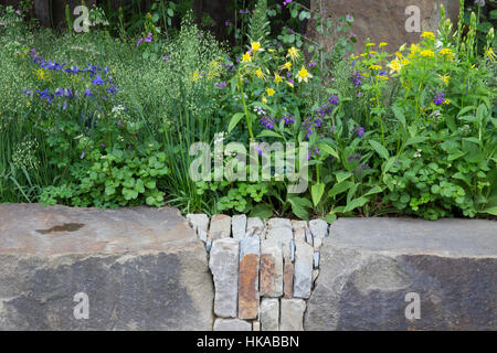 M&G giardino, vista della Foresta di Dean masso di arenaria panchina, Aquilegia chrysantha, Aquilegia alpina, Zizia aurea - Foto Stock