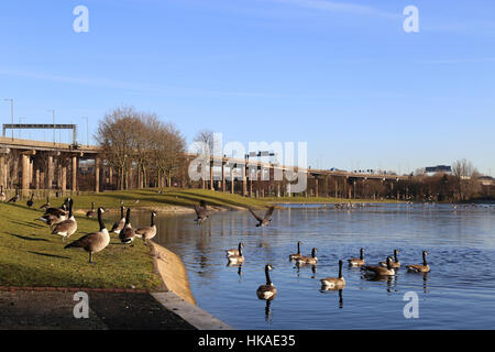 Oche del Canada al Aston serbatoio, Birmingham, UK, con spaghetti Junction in background. Foto Stock