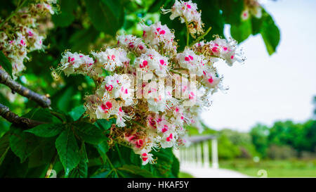 Fiori rosa e bianchi su un albero di fioritura Foto Stock