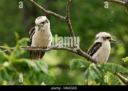 Genitore e la neonata Kookaburras appoggiato su un ramo nelle Highlands Meridionali del Nuovo Galles del Sud Australia (NB - messa a fuoco della fotocamera sul genitore).ridere Kookaburr Foto Stock