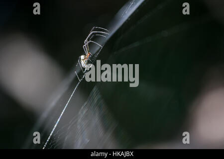 Spider strisciando sul web (Orchard Orb weaver) Foto Stock