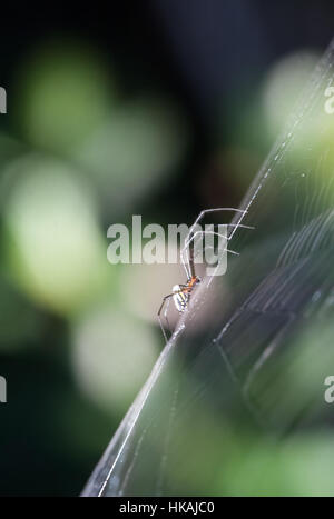 Spider strisciando sul web (Orchard Orb weaver) Foto Stock