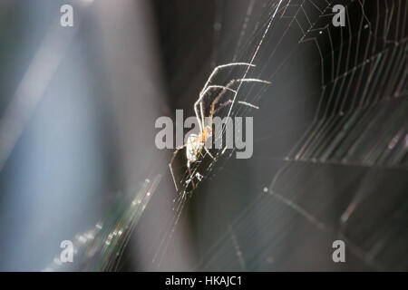 Spider strisciando sul web (Orchard Orb weaver) Foto Stock