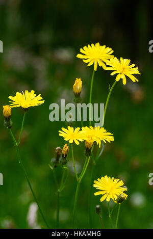 Ruvido Hawk's-barba, Crepis biennis, millefiori, Dumfries & Galloway, Scozia Foto Stock