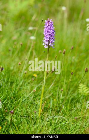 Avvistato comune, orchidea Dactylorhiza fuchsii, millefiori, Dumfries & Galloway, Scozia Foto Stock