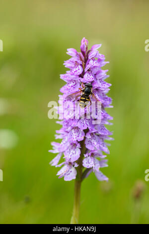 Hoverfly su comuni maculato, orchidea Dactylorhiza fuchsii, Dumfries & Galloway, Scozia Foto Stock