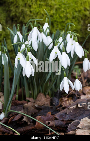 Gennaio fiori del gigante snowdrop, Galanthus elwesii "epifania" Foto Stock