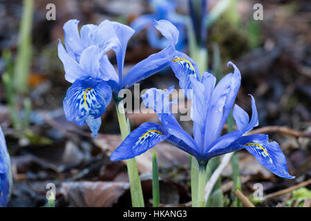 Delicati fiori blu di hardy dwarf reticulata tipo iris, Iris histrioides 'Angel's lacrime" Foto Stock