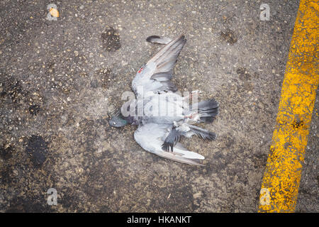 Piccione morto su una strada asfaltata. Foto Stock