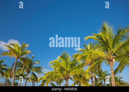 Cime di alberi di palma MATHESON amaca Parcheggio contea Miami Florida USA Foto Stock