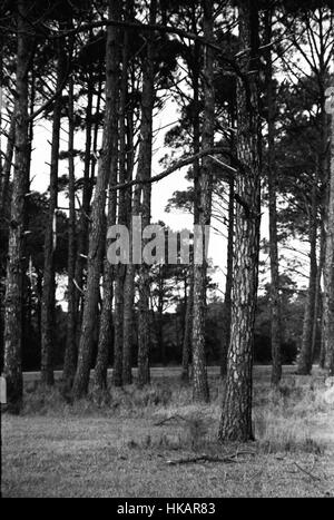 Sgranate foto in bianco e nero degli alberi di pino in Cape Hatteras National Seashore park su Bodie Isola Carolina del Nord. Foto Stock