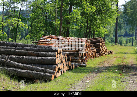 Pile di tronchi da strada rurale su un bel giorno di estate verde con alberi di quercia sullo sfondo. Foto Stock