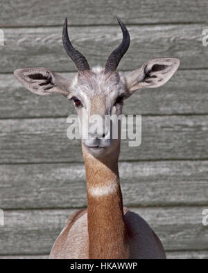 Dama gazzella (nanger dama/Gazella dama) Foto Stock