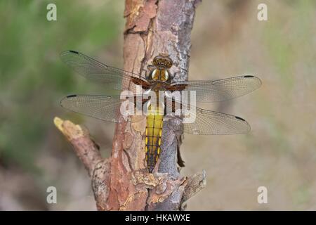 Ampia corposo chaser Foto Stock