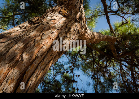 Visita a Ramat Hanadiv a Zihron Ya'akov, Israele Foto Stock